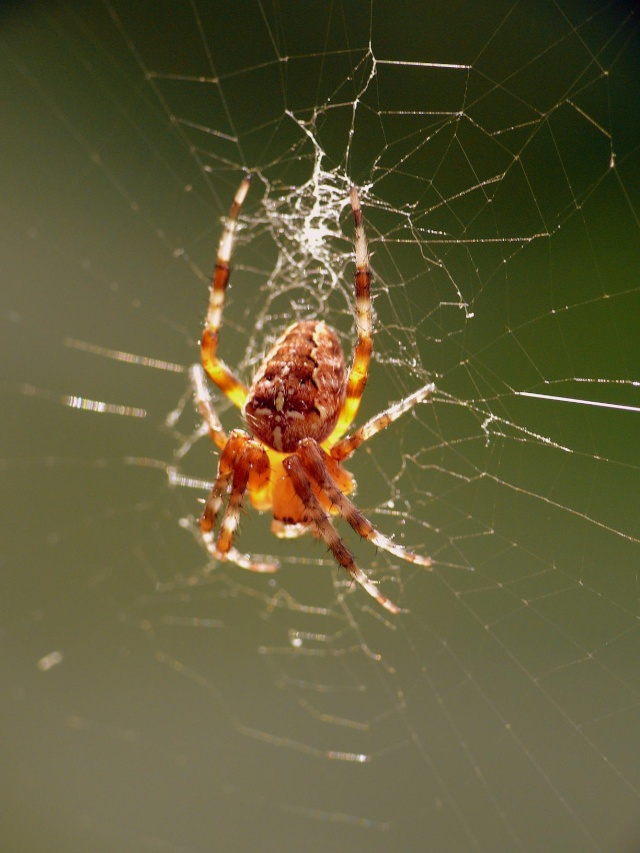 araneus diadematus ? Gave_013