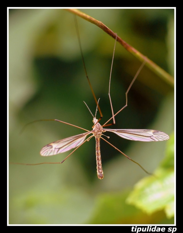 Equilibriste transparent Inpro_14