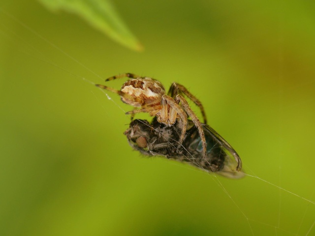 Le sale quart d'heure du diptère Insect15