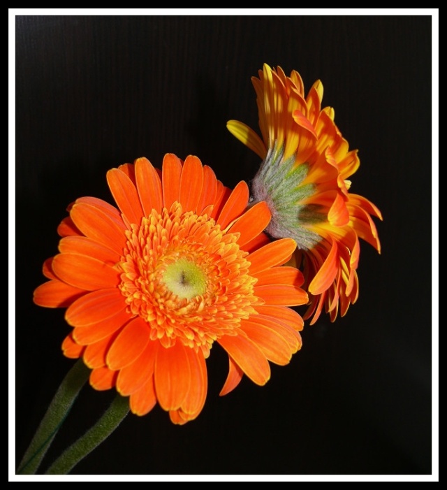 la fleur orange Printe14