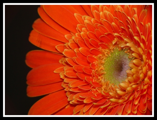 la fleur orange Printe16