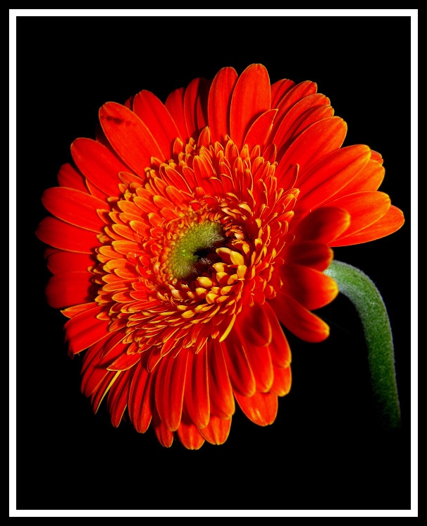 la fleur orange Printe17