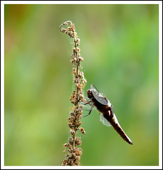 libellule déprimée femelle et face d'agrion Pump_310