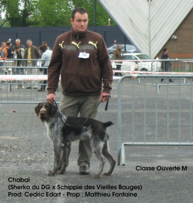 CACIB Amiens dimanche 3 mai Chabal14