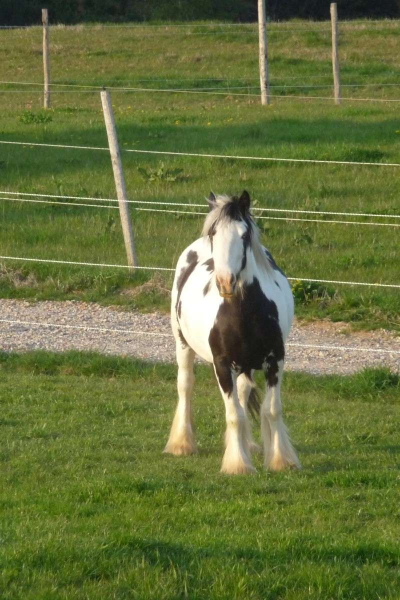 Adorable nouvelle Jument aux Légendes. - Page 2 P1010717