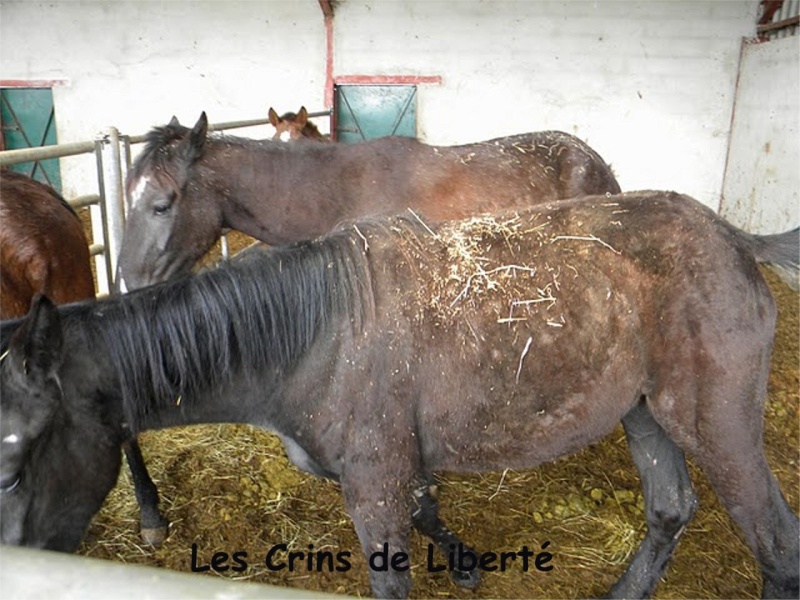 Uranie de bailly (Etoile du matin) et lucille!!!!! 09310