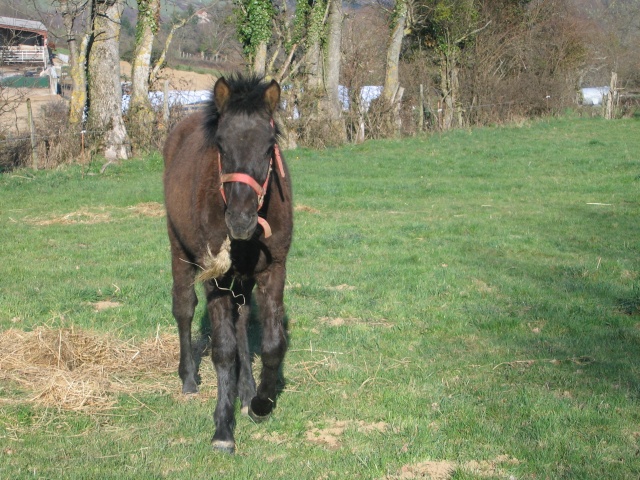 AXY - ONC poney - et sandrine63 !!!!!!!!!!!! (Fév 2011) P310