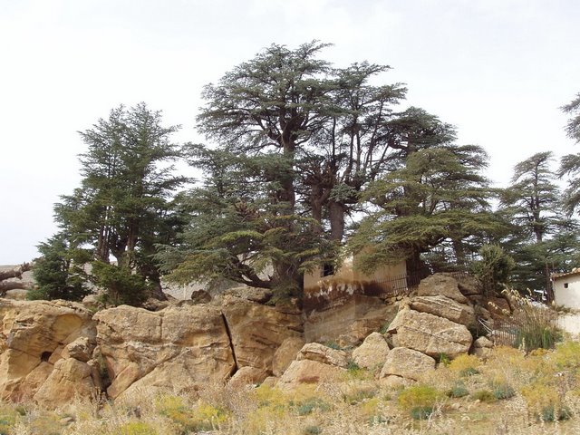  سحر الطبيعة موجود في الجزائر  Cedre_10