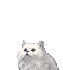 AMITIES ET ECOUTE Chat0310