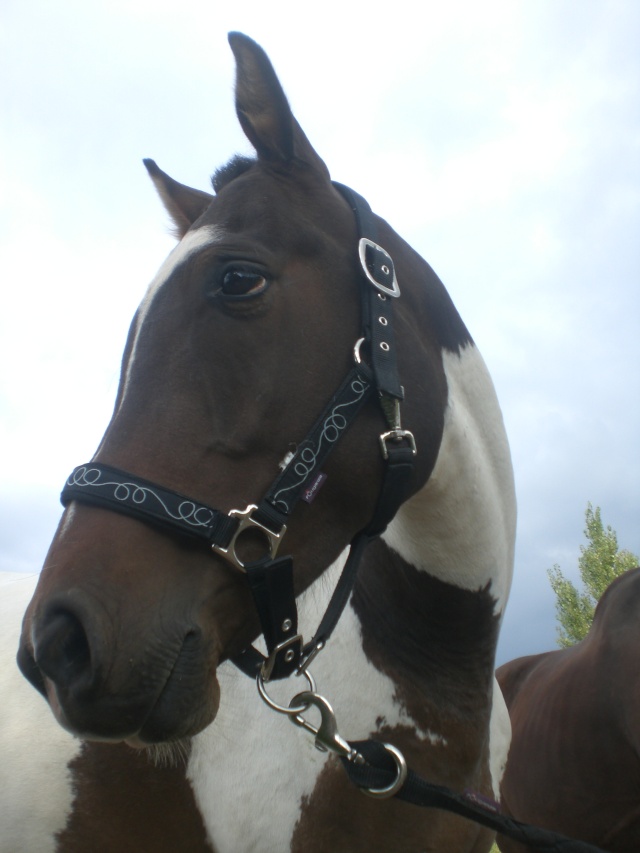 Coucours N°1 --Portrait de chevaux Cimg3010