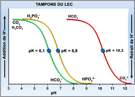pH et équilibre acido-basique : petite curiosité (Q1) Tampon10