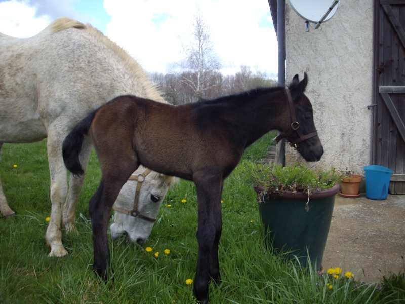 Bilbo Palija, fils de Eyearth Troy WB et Balade CS par Hadj A Imgp1319