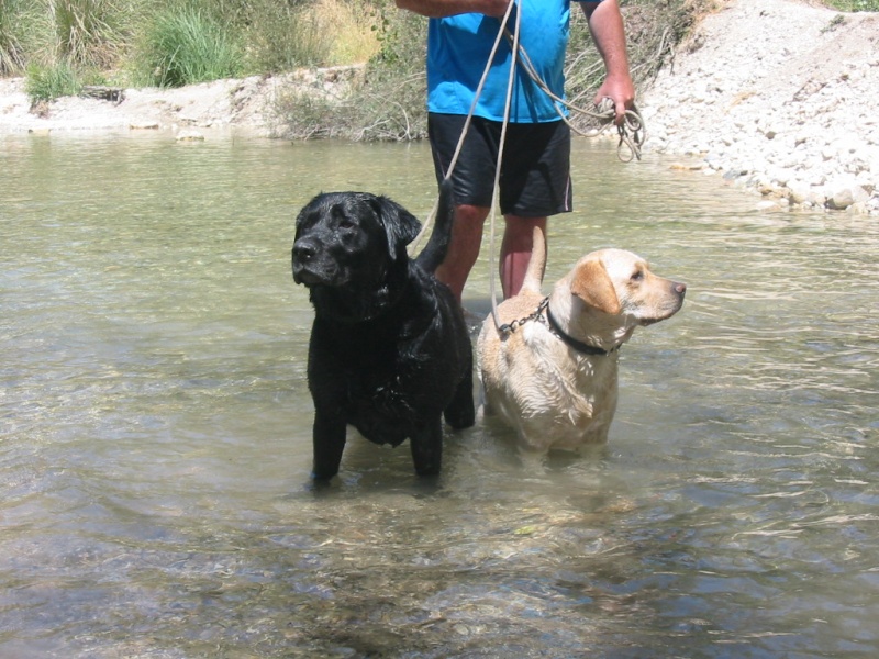 Concours photos "Nos chiens et l'eau..." - Page 2 Img_0113