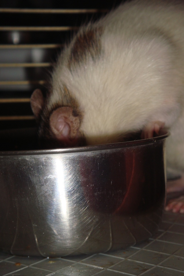 Concours photo des rats gourmands : les votes ! Dsc08221
