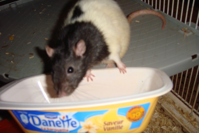 Concours photo des rats gourmands : les votes ! Dsc08412