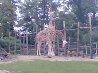 Ma visite du zoo d'Amnville ... Photo417