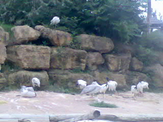 Ma visite du zoo d'Amnville ... - Page 2 Photo441