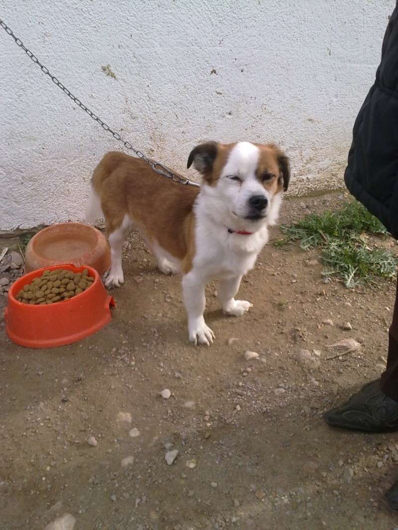 PANCHITO, chiquitín precioso abandonado en la playa 01310