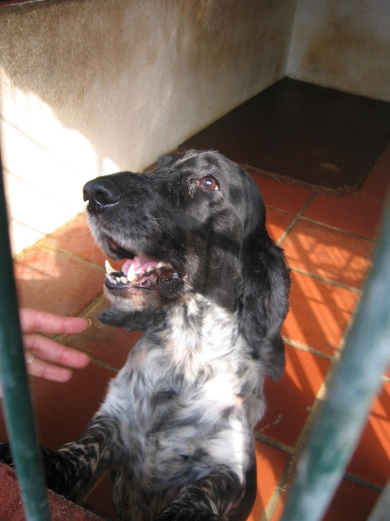 Cocker de 8 años abandonado en la perrera 34110