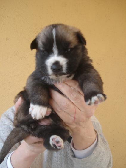 SOS Mama y  camada de 10 cachorros de 3 semanas cruce de pastor aleman en adopcion urgente Asia210