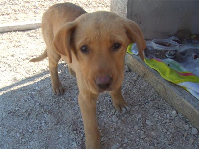 India cachorra de labrador con mastin de 3 meses, esta en la calle pasando mucho frio! acogida o adopcion urge. Esta en Murcia Cach110