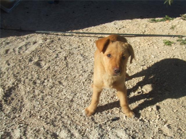 India cachorra de labrador con mastin de 3 meses, esta en la calle pasando mucho frio! acogida o adopcion urge. Esta en Murcia Cach210