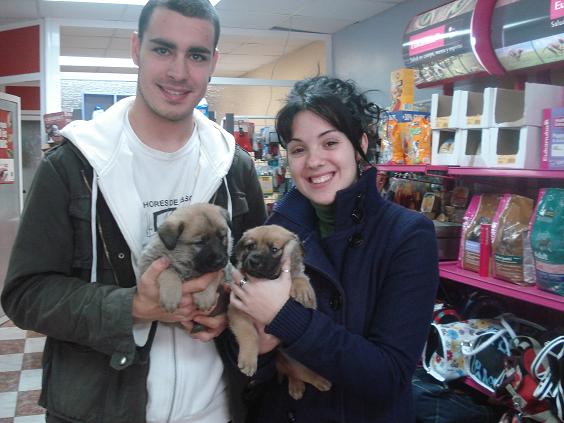 Chocolate cachorro de un mes cruce  de pastor y husky Chocol11