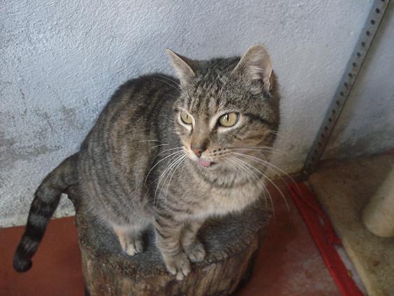 Coqueta gatita atigrada de unos 5 añitos muy cariñosa Coquet12