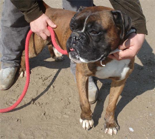 DANDY boxer puro joven, precioso y muy sociable. Dandy110