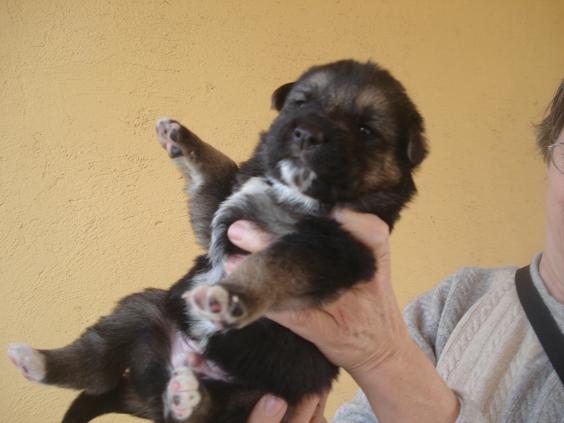 SOS Mama y  camada de 10 cachorros de 3 semanas cruce de pastor aleman en adopcion urgente Jupite10