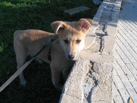 MAX cachorro de 4 mes cruce de Pastor y Husky DEVUELTO BUSCA CASA URGENTEMENTE Max110