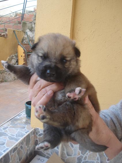 SOS Mama y  camada de 10 cachorros de 3 semanas cruce de pastor aleman en adopcion urgente Neptun11