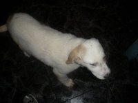 Pancho cachorro de 3 meses, mastin puro encontrado tirado en una cuneta en Jaen Pancho11