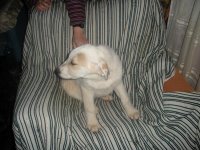 Pancho cachorro de 3 meses, mastin puro encontrado tirado en una cuneta en Jaen Pancho12