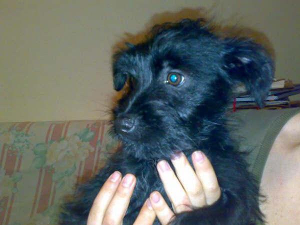 Rufo cachorro de 2,5 meses 4kg encontrado en el campo, necesita hogar urgente! esta en Cordoba! Rufo110