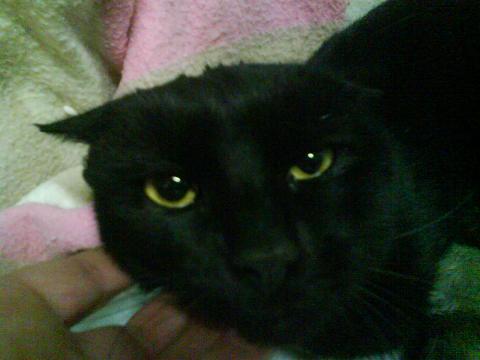 Salem gato de 1 año atropellado muy cariñoso! se necesita ayuda para la cirugia! Salem13