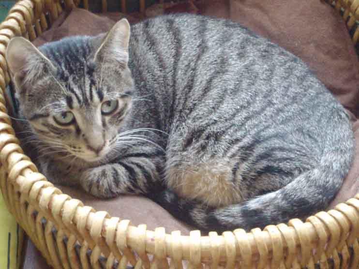 Toy  gatito de unos 1 ‘5 años que fue rescatado de un bosque, atigrado precioso Toi210