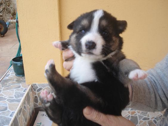 SOS Mama y  camada de 10 cachorros de 3 semanas cruce de pastor aleman en adopcion urgente Ura110
