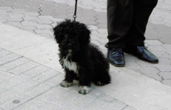 Caniche - Yosi, cachorrito de caniche con los ojitos mal Xx10