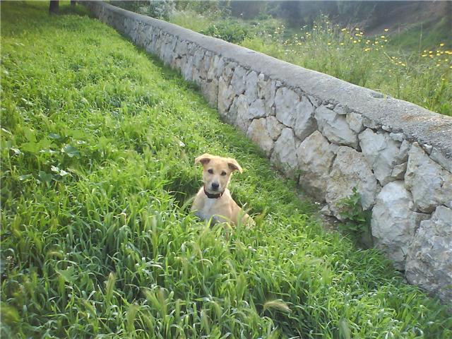 Piña cachorra de un mes en adopcion cruce pastor y husky Yskra_10