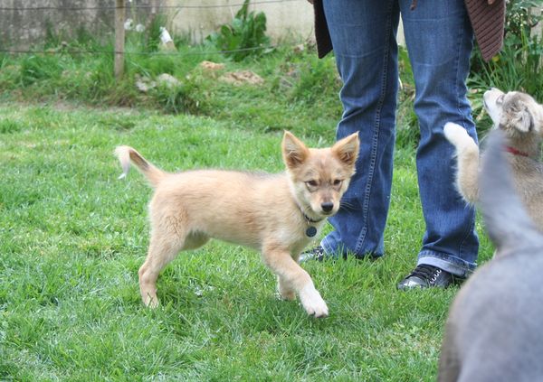 3 chiots X berger 3 mois en RP (adoption sous contrat associatif) ADOPTEES Bikie210