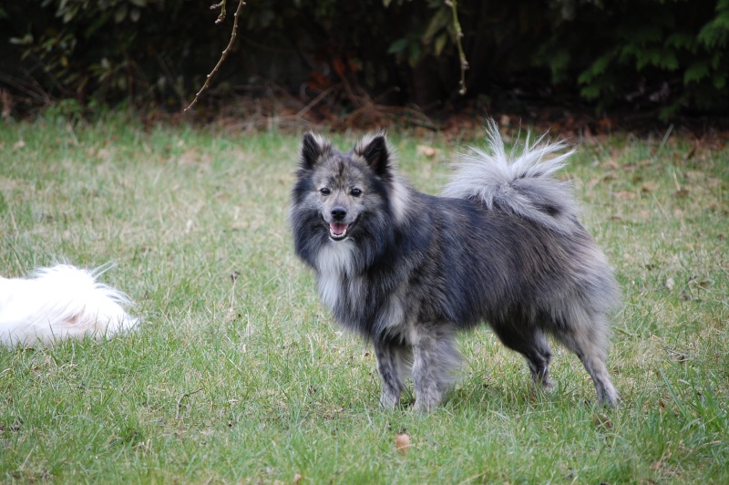 CASEY  CROISE SHETLAND/SPITZ Dsc_2032