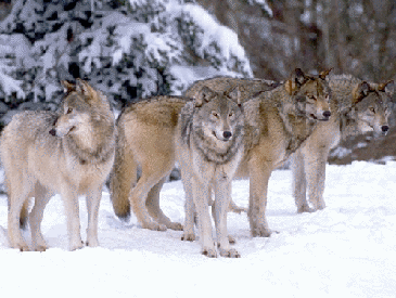 Le chien : le loup vers l'homme Meute10