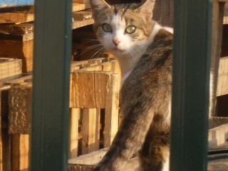 Zelda, jeune minette de 2 ans (mai 2010) 05210