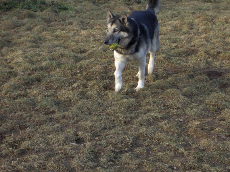 TRISTAN BA/Husky 7 ans  REF je suis affectueux et j'aime les balades  (03) ADOPTE - Page 4 Hpim2219