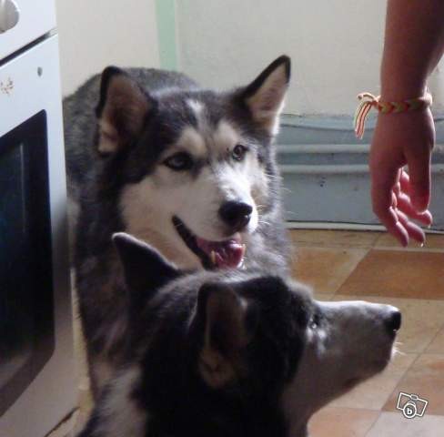 TAMIKA et TCHAIKA husky 13 ans 9 ans Asso Eden Valley (26) Les_fi10