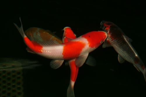 Algarth Koi visit 00620511