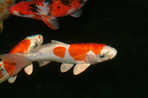 Algarth Koi visit 00720511