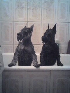 Photos my lovely schnauzers Nnndn_10