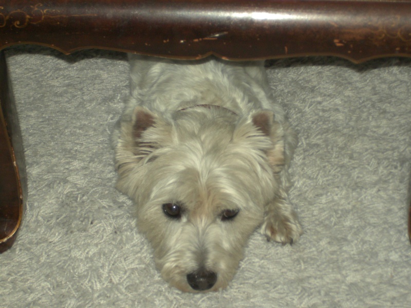 Tommy, westie de 8 ans Tommy_11